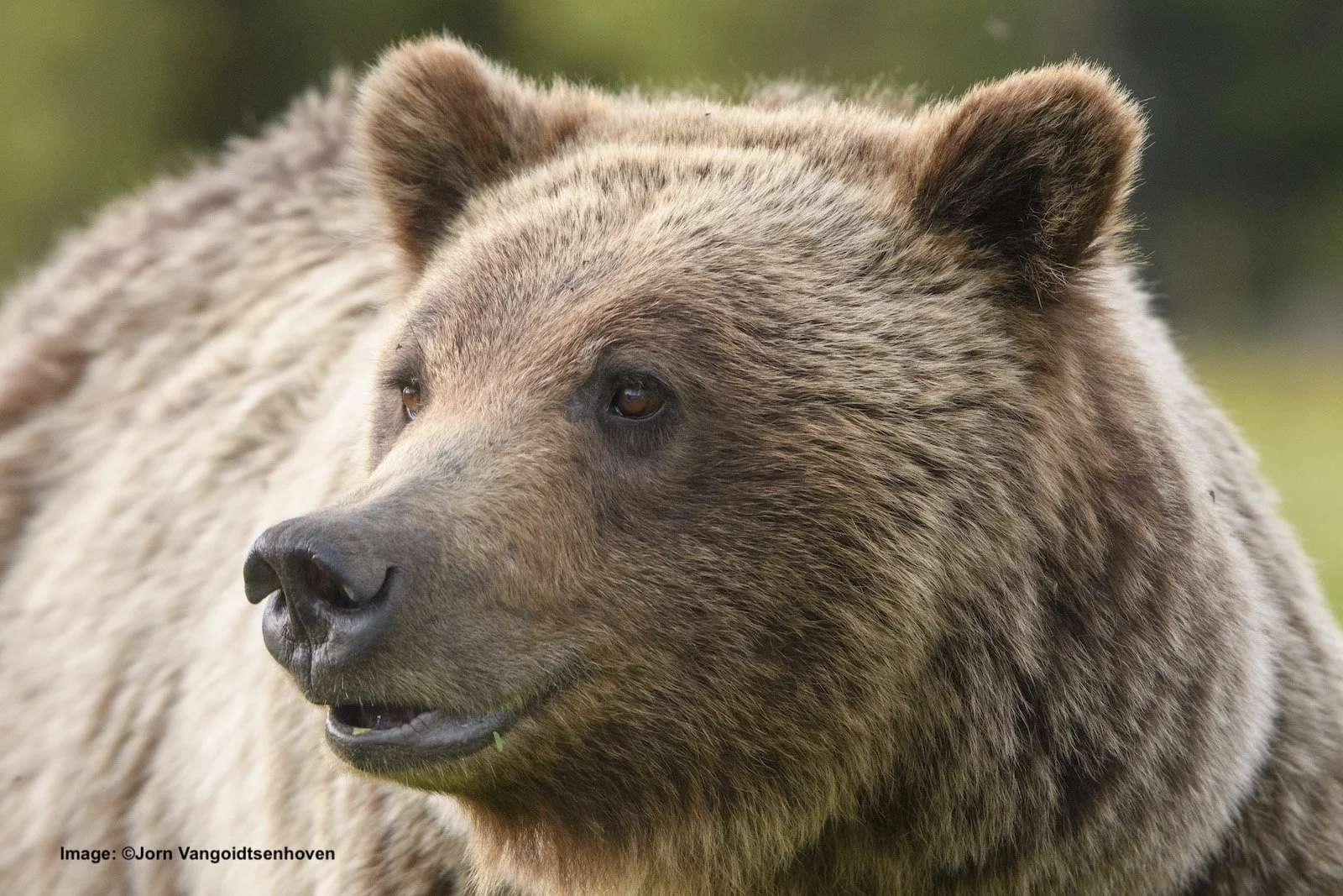 Searching Out the World's Most Famous Grizzly Bears, Update 2023